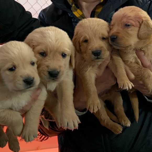 Forever Fern - Take a look at all the amazing items in this closet collection! - Picture 11 of 14